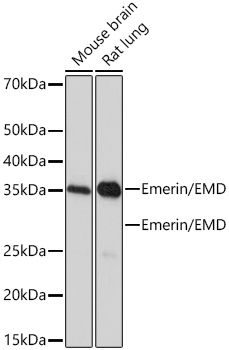 Emerin/EMD Rabbit mAb