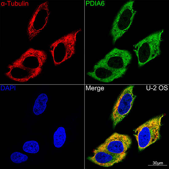PDIA6 Rabbit mAb