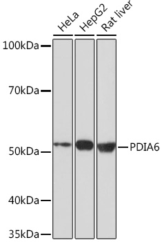 PDIA6 Rabbit mAb