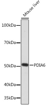 PDIA6 Rabbit mAb