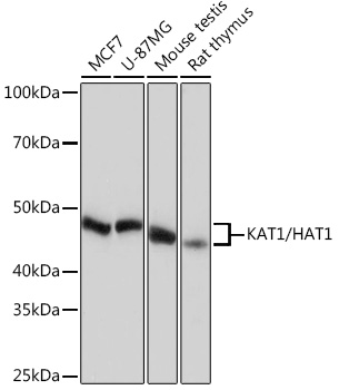 [KO Validated] KAT1/HAT1 Rabbit mAb