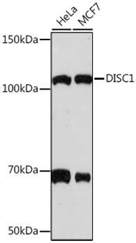 DISC1 Rabbit mAb