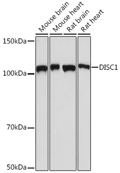 DISC1 Rabbit mAb