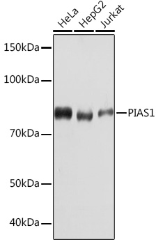 PIAS1 Rabbit mAb