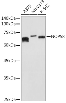 NOP58 Rabbit pAb