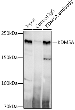 KDM5A Rabbit mAb