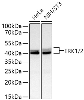 ERK1/2 Rabbit mAb