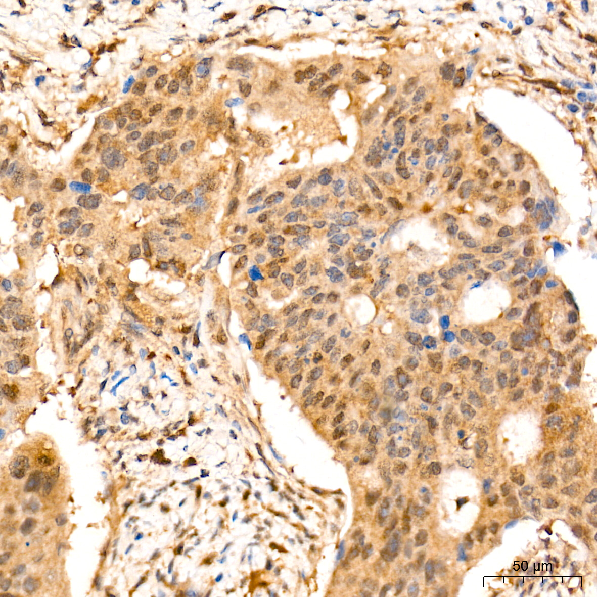 ERK1/2 Rabbit mAb