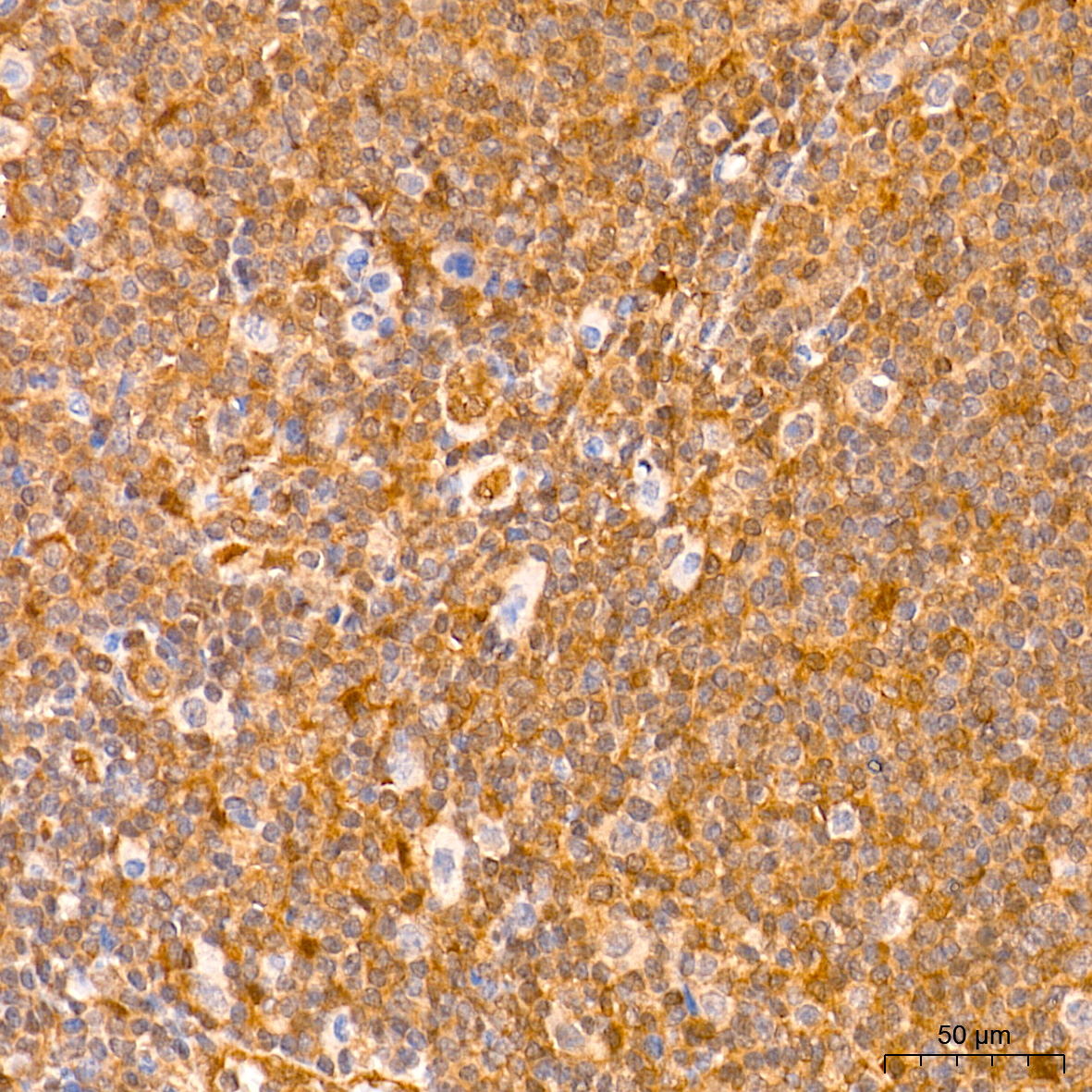 ERK1/2 Rabbit mAb