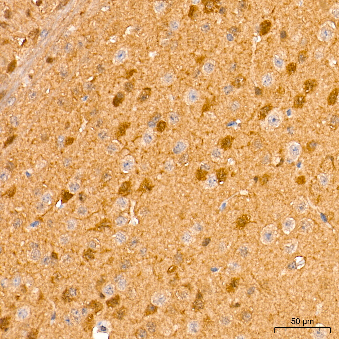 ERK1/2 Rabbit mAb