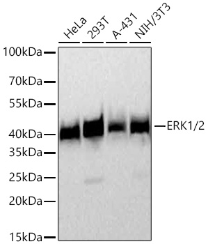 ERK1/2 Rabbit mAb