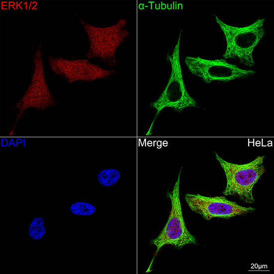 ERK1/2 Rabbit mAb