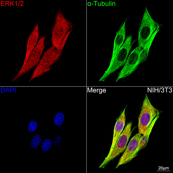 ERK1/2 Rabbit mAb