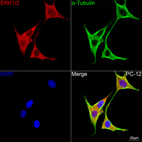 ERK1/2 Rabbit mAb