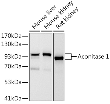 Aconitase 1 (ACO1) Rabbit mAb