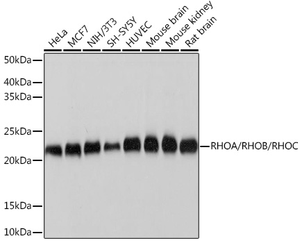 RHOA/RHOB/RHOC Rabbit mAb