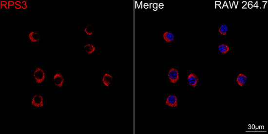 RPS3 Rabbit mAb