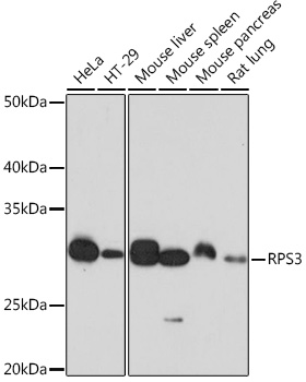 RPS3 Rabbit mAb