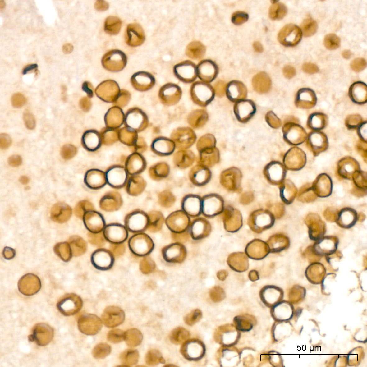 Lamin B2 Rabbit mAb