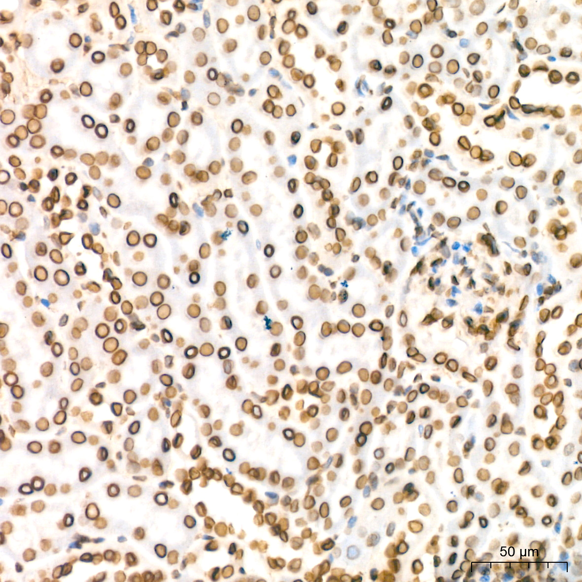 Lamin B2 Rabbit mAb