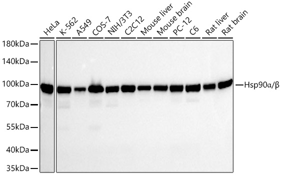 Hsp90α/β Rabbit mAb