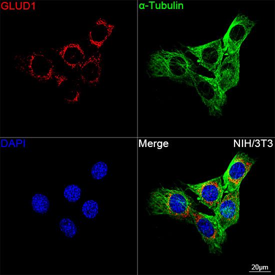 GLUD1 Rabbit mAb