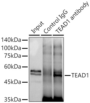 TEAD1 Rabbit mAb
