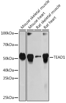 TEAD1 Rabbit mAb