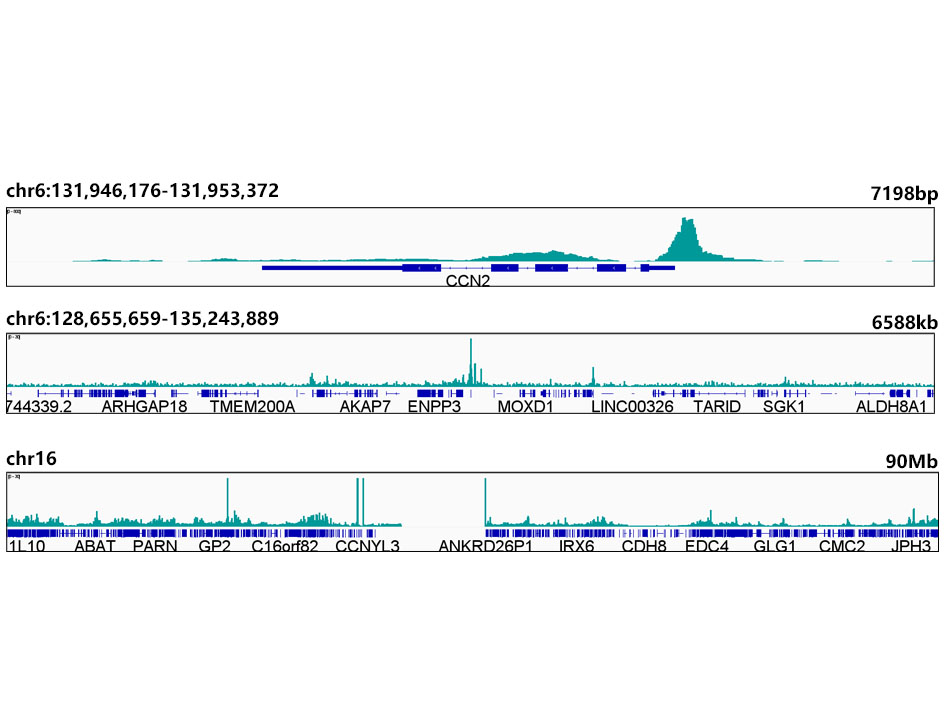 TEAD1 Rabbit mAb