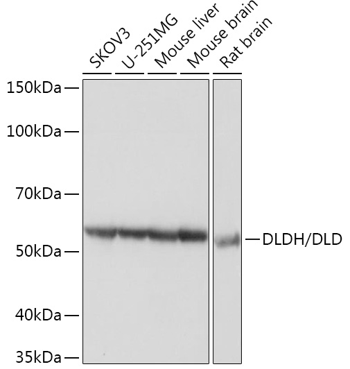 DLDH/DLD Rabbit mAb