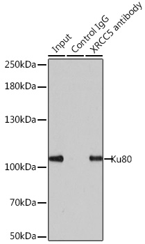 Ku80 Rabbit pAb