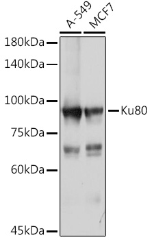 Ku80 Rabbit pAb