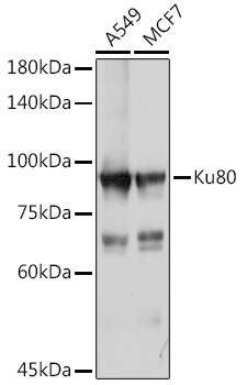 Ku80 Rabbit pAb
