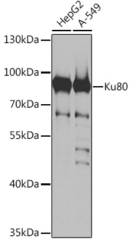 Ku80 Rabbit pAb