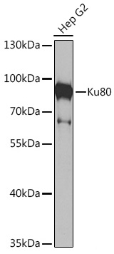 Ku80 Rabbit pAb