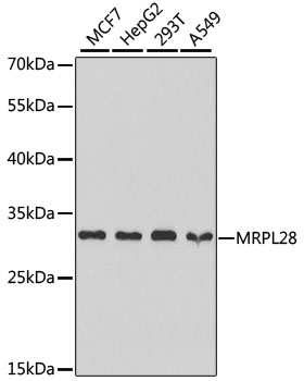 MRPL28 Rabbit pAb
