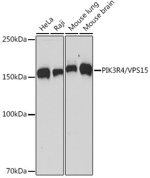 PIK3R4/VPS15 Rabbit mAb