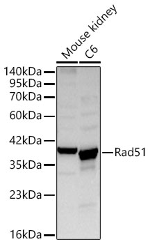 Rad51 Rabbit pAb