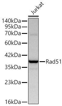 Rad51 Rabbit pAb