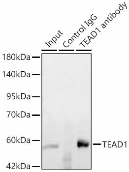 TEAD1 Rabbit pAb