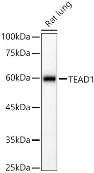 TEAD1 Rabbit pAb
