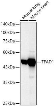 TEAD1 Rabbit pAb