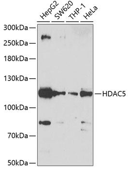 HDAC5 Rabbit pAb