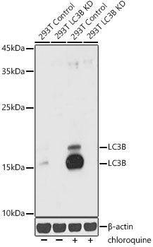 [KD Validated] LC3B Rabbit pAb