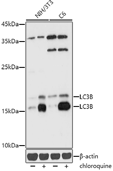 [KD Validated] LC3B Rabbit pAb