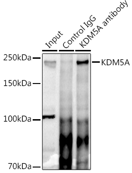 KDM5A Rabbit pAb
