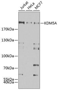 KDM5A Rabbit pAb