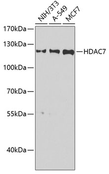HDAC7 Rabbit pAb