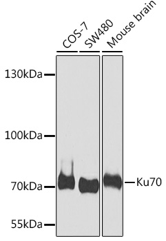 Ku70 Rabbit pAb