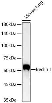 Beclin 1 Rabbit pAb